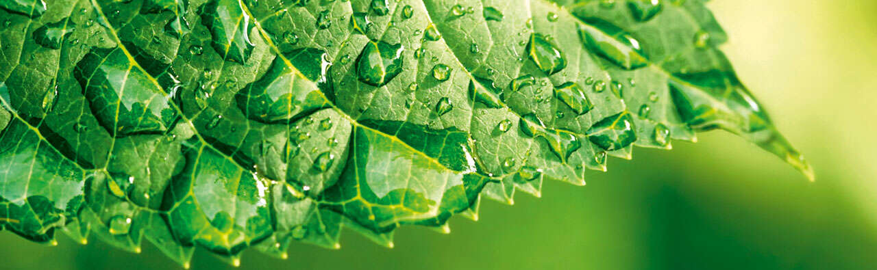 Slider green schomburg